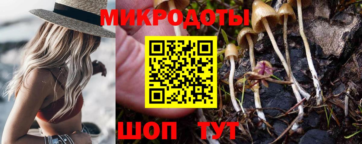 Псилоцибиновые грибы Psilocybe Сосновый Бор